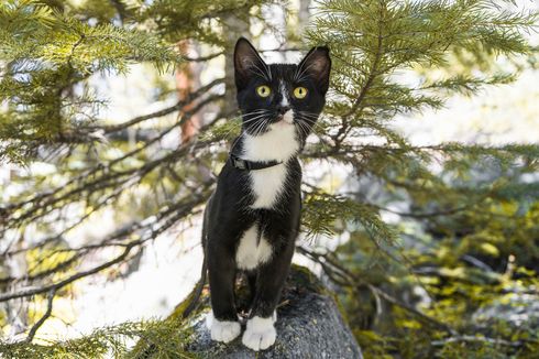 Mengajak Kucing Kesayangan Naik Gunung? Persiapkan Dulu Bekal Fisiknya