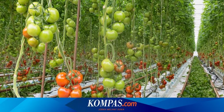 Kisah Sukses Belanda Jadi Eksportir Makanan Terbesar Kedua Di Dunia Halaman All Kompas Com