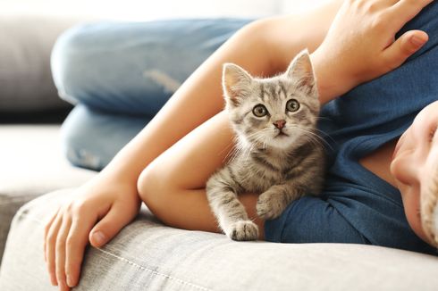 Mengapa Kucing Menyukai Belaian di Kepala? Ini Alasannya