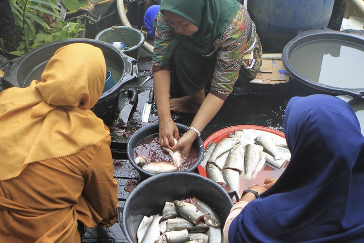 Para perempuan pesisir di Desa Simpang Tiga Abadi, Kecamatan Tulung Selapan, Kabupaten Ogan Komering Ilir (OKI), Sumatera Selatan membersihkan ikan bandeng hasil tambak. Ikan ini akan diolah menjadi bandeng presto dan abon.