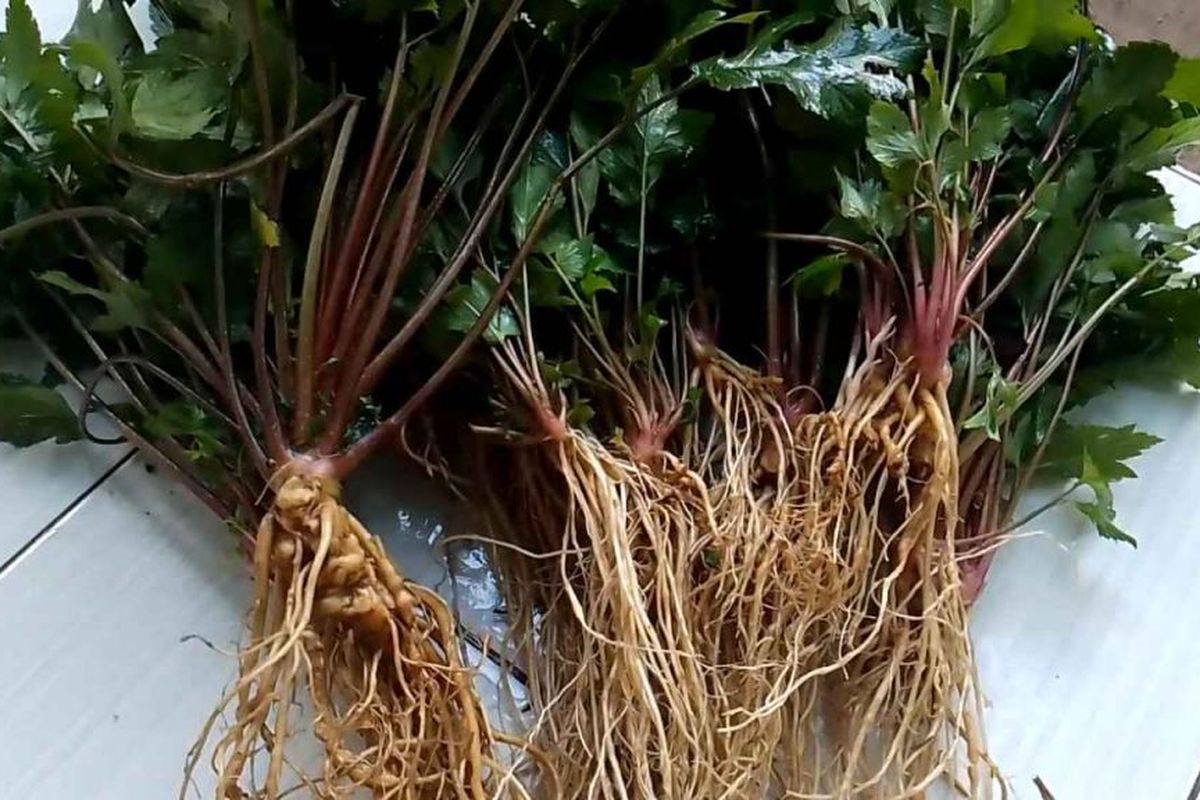 Purwaceng atau purwoceng adalah herbal khas dari kawasan objek wisata Dataran Tinggi Dieng di Kabupaten Wonosobo dan Kabupaten Banjarnegara, Jawa Tengah.

