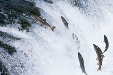 Orang Kuno Alaska Tidak Makan Ikan Selama 1.000 Tahun, Apa Alasannya?
