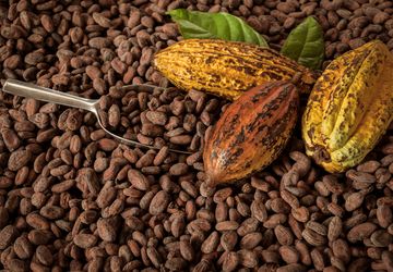 Anomali Pasokan Kakao: Analisa dan Solusi untuk Industri