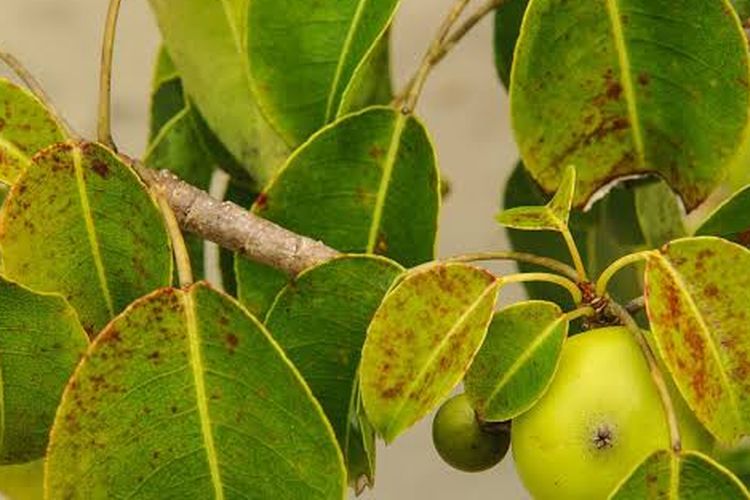 Manchineel Tree.