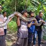 Kronologi Ular Piton 4,3 Meter Gigit Kaki Petugas Damkar Saat Dievakuasi