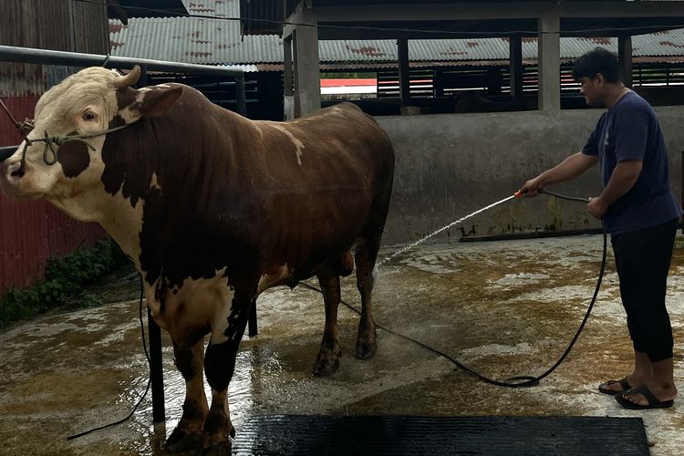Dari Konten Medsos, Sapi 1,1 Ton dari Padang Terpilih Jadi Sapi Kurban Presiden