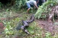 Cerita Warga Lubuklinggau Tak Sengaja Injak Ular Piton 6,5 Meter Saat Mandi di Sungai