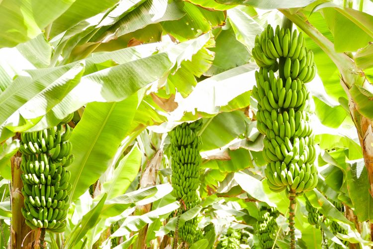 Illustration of a banana tree, banana plant. 