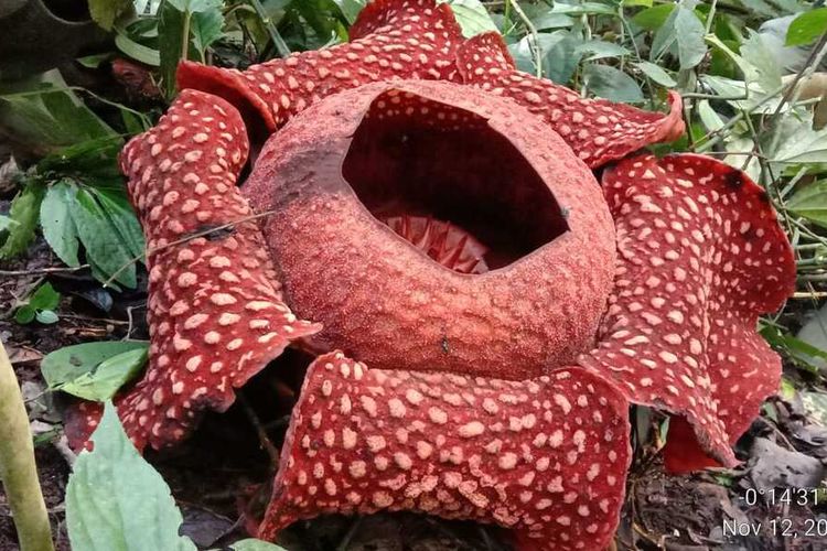 Bunga Rafflesia Tuan-Mudae mekar di Cagar Alam Maninjau sejak Kamis (12/11/2020)