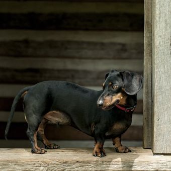 7 Fakta Unik Anjing Dachshund yang Jadi Kesayangan Ratu Victoria