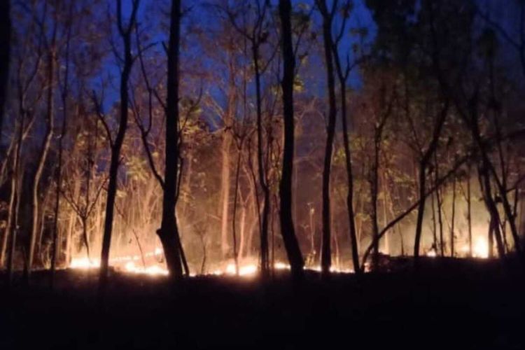 Kebakaran Hutan Jati Kulon Progo Meluas Cepat, Petugas Sempat Terjebak Medan Sulit