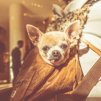 Ilustrasi anjing Chihuahua dibawa dalam tas. 