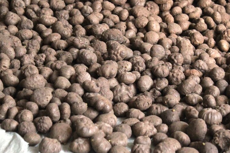 Hasil panen tanaman porang di Kabupaten Cianjur, Jawa Barat.