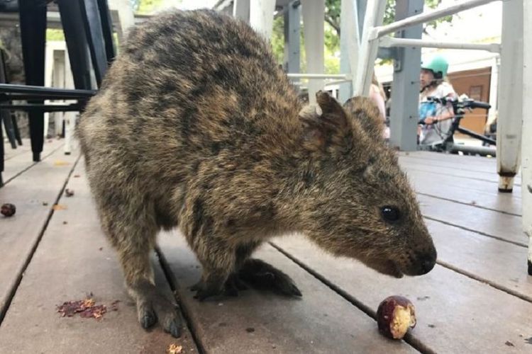 Quokka ini banyak ditemukan di Rottnest Island, Australia Barat. (Foto: Ilustrasi)