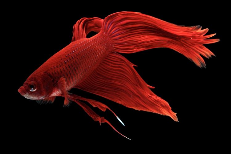 5 Ikan Yang Dapat Hidup Berdampingan Dengan Cupang Apa Saja Halaman All Kompas Com