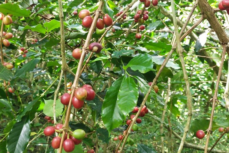 Kawasan kebun kopi di kawasan Tuwit, Desa Langgasai, Kecamatan Elar Selatan, Kabupaten Manggarai Timur, NTT, Sabtu, (7/5/2022). Saat ini lagi musim panen. (KOMPAS.com/MARKUS MAKUR)
