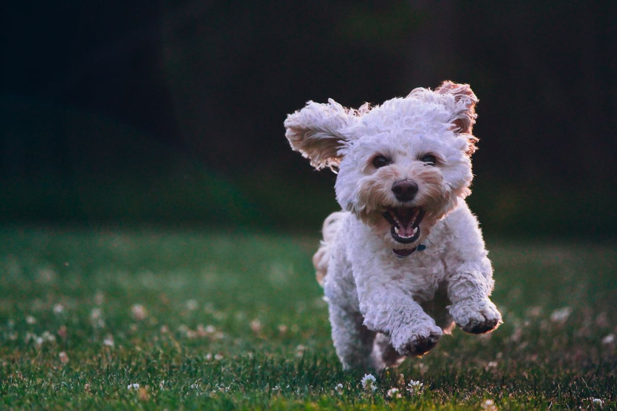 Ilustrasi anjing yang bahagia