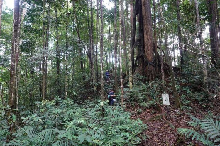 Kegiatan ekspedisi keanekaragaman hayati pada Juni 2024 yang difasilitasi oleh Balai Taman Nasional Bukit Baka Bukit Raya (TNBBBR) yang berhasil menemukan dua spesies tumbuhan baru dari marga Begonia yang dinamai Begonia bukitrayaensis dan Begonia kalimantana. 