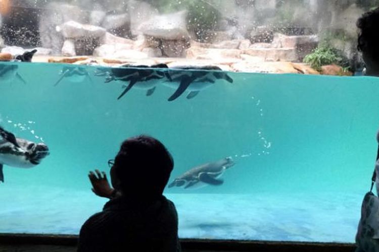 Kolam penguin di Taman Safari Indonesia, Bogor, Jawa Barat, Sabtu (14/1/2017), menambah wawasan akan kekayaan satwa dunia.
