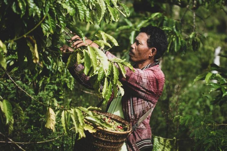 Petani kopi, salah satu mata pencaharian warga Desa Wisata Sunrise Hill Petik Bintang Lampung