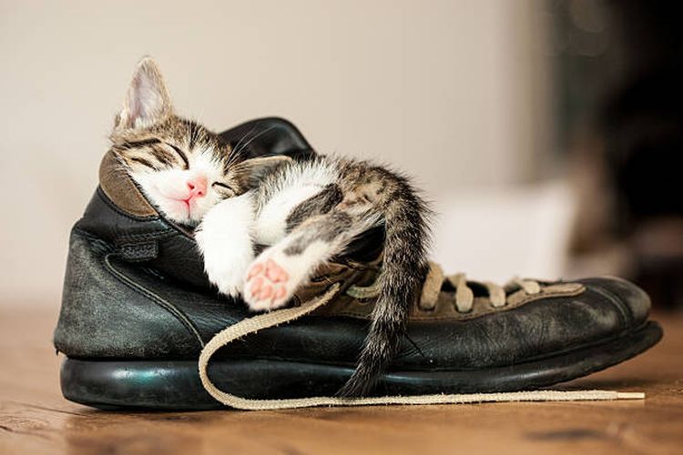 Mengapa kucing menyukai sepatu pemiliknya?