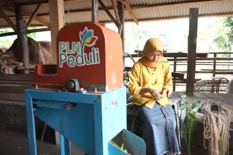 PLN memberikan bantuan mesin elektrik pengolah limbah daun nanas kepada Pinallo. 

