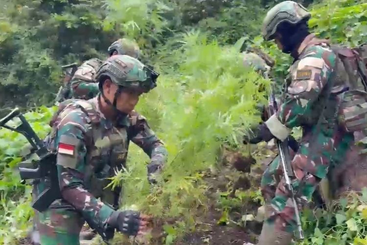 Satgas Yonif 753 Temukan 169 Pohon Ganja Siap Panen di Pegunungan Bintang Papua
