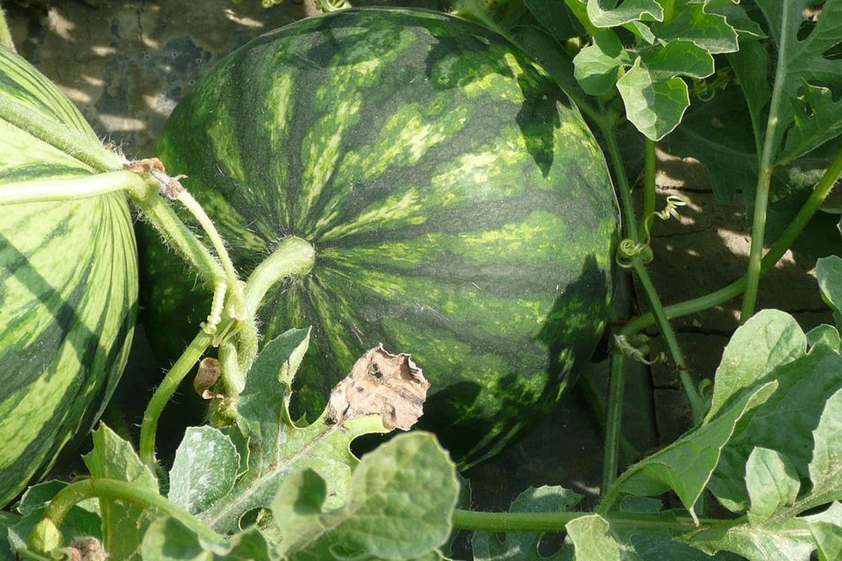 Ilustrasi tanaman semangka kuning