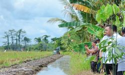 Tangani Darurat Pangan, Kementan Kebut Program Optimasi Lahan 