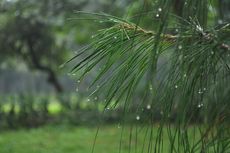 Prakiraan Cuaca di Makassar Hari Ini, 29 November 2023: Siang Hujan Ringan