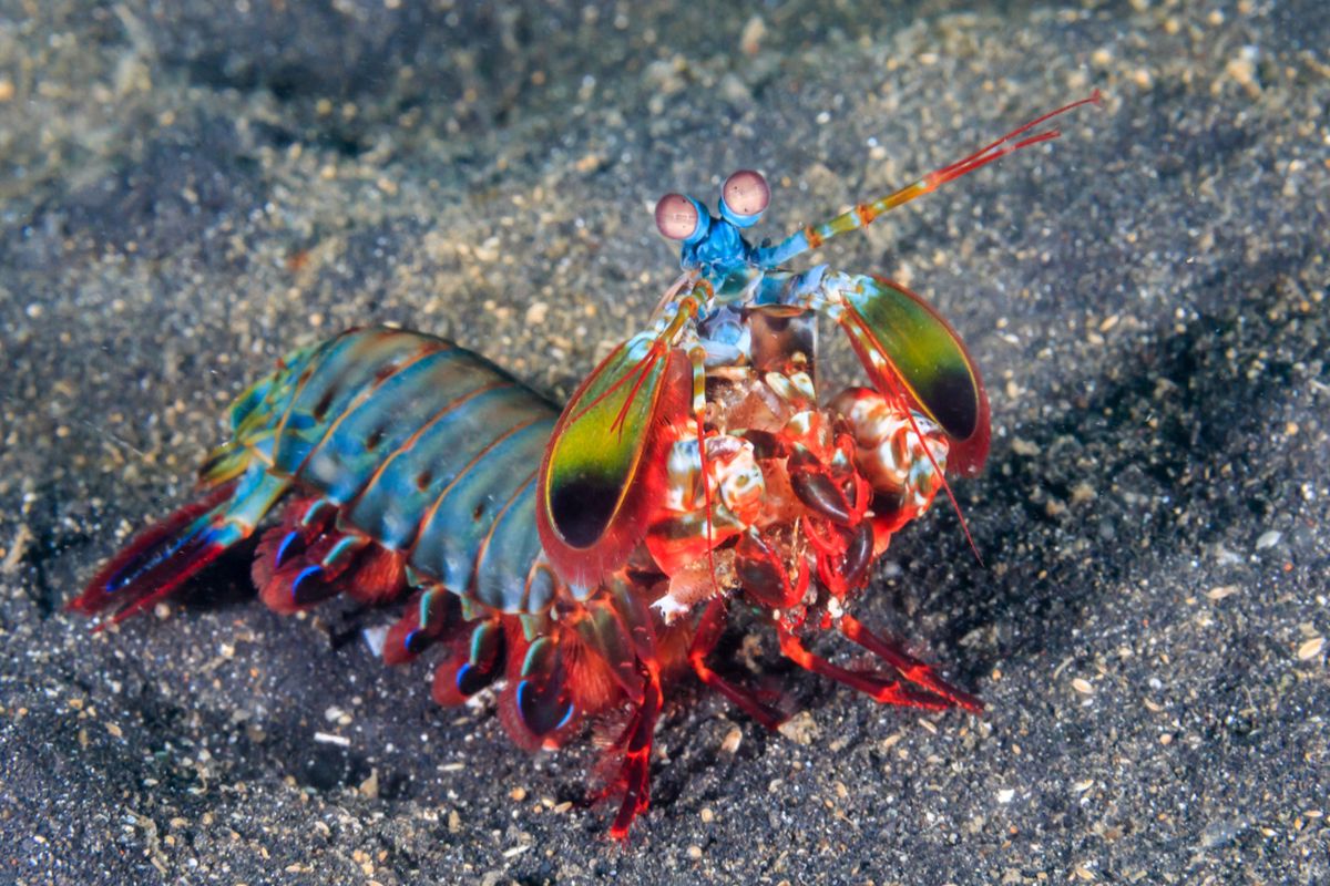 Udang mantas berwarna cerah yang memiliki kemampuan menghancurkan musuh dengan pukulannya.