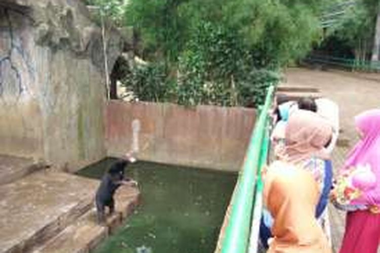 Seekor beruang madu Kebun Binatang Bandung saat berdiri dan berperilaku seperti meminta makanan kepada pengunjung. 