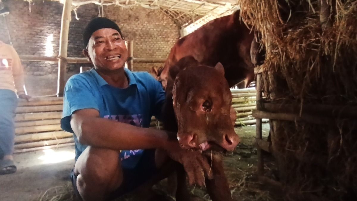 Kisah Peternak Magetan Tolak Tawaran Rp 1 Miliar demi Sapi Unik: Ini Keberuntungan Saya