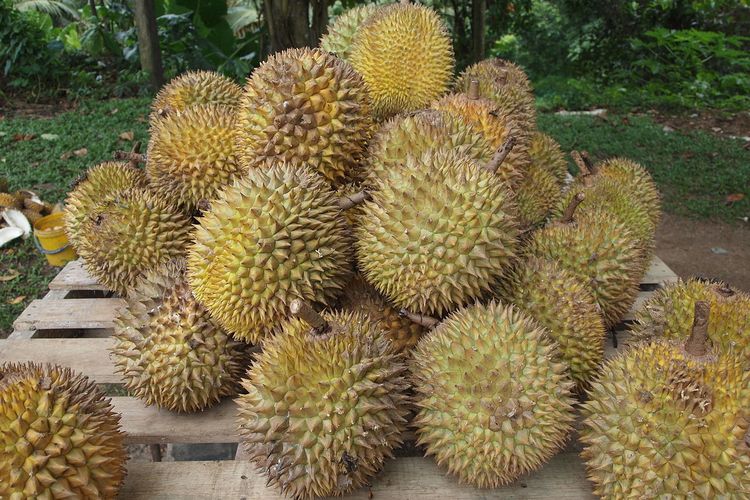 Ilustrasi durian, buah durian. 