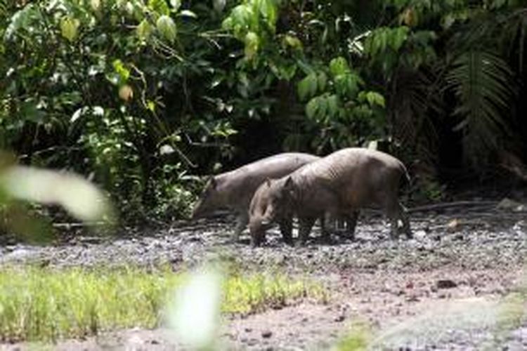 Beberapa ekor babirusa sedang menjilati air di Kubangan Adudu, Suaka Margasatwa Nantu, Gorontalo.