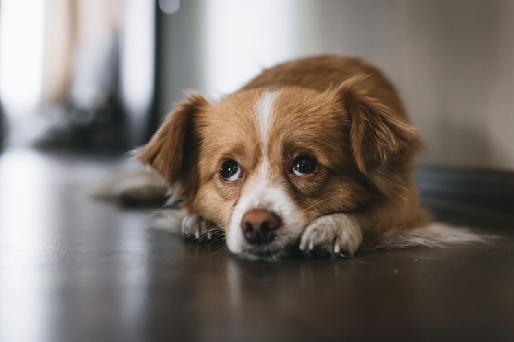 Ilustrasi anjing bersedih.