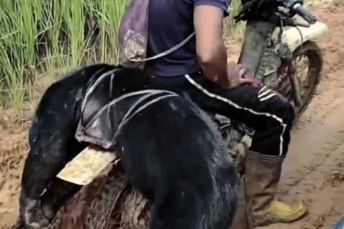 Viral Video Beruang Madu Mati Diburu, BKSDA Kaltim Lakukan Penelusuran