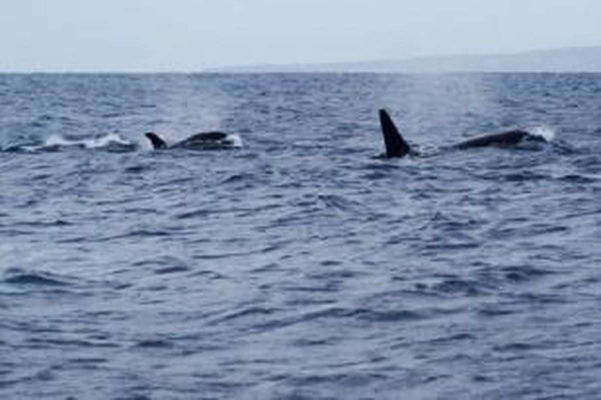 Para penyelam yang menyaksikan satu kawanan ikan paus yang membunuh seekor ikan hiu putih di perairan Australia Selatan menggambarkan pertarungan mereka sebagai 
