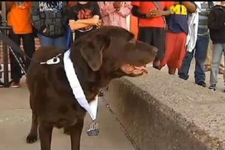 Anjing labrador bernama Boogie memamerkan medalinya setelah 'ikut