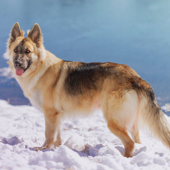 Ilustrasi anjing German shepherd