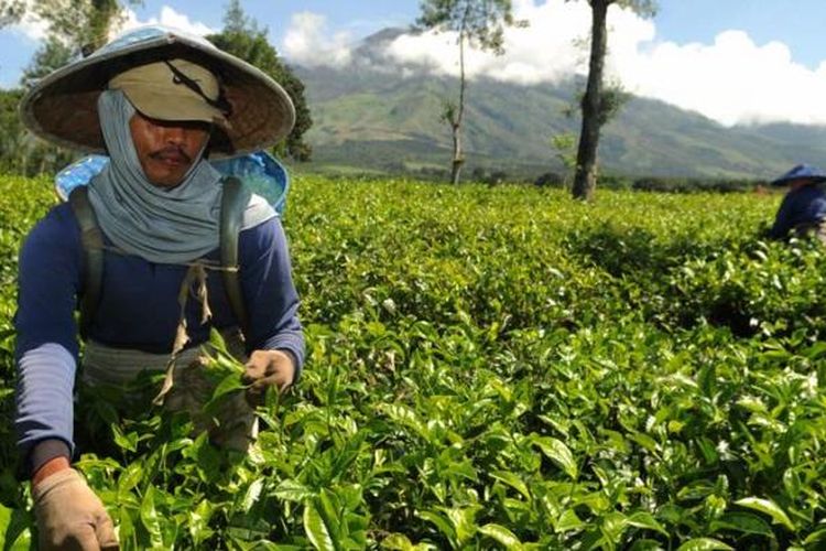 Pekerja memetik teh di perkebunan teh PTPN XII-Wonosari, Kabupaten Malang, Jawa Timur, Senin (22/4/2013). Walau mampu  memproduksi hingga 6-15 ton perhari, pihak perkebunan  teh saat ini terkendali dengan regenerasi pemetik teh. 
