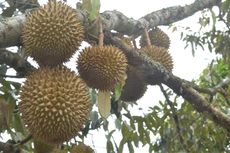 Mengenal Kanker Batang, Penyakit Ganas yang Menyerang Pohon Durian