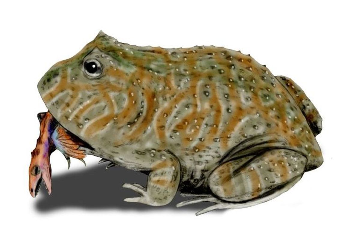 Beelzebufo ampinga