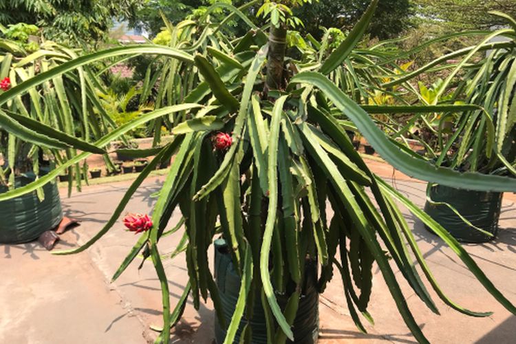 Ilustrasi menanam buah naga di pot