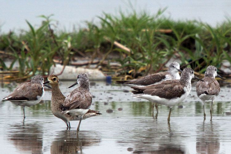 Sejumlah burung trinil kaki hijau sedang beristrahat di pinggir Danau Limboto setelah mencari makan. Mereka datang secara berkelompok untuk mencari makan dan beristirahat sebelum terbang lagi ke arah utara.