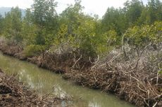 Satu Hektar Hutan Mangrove di Bima Dibabat Warga