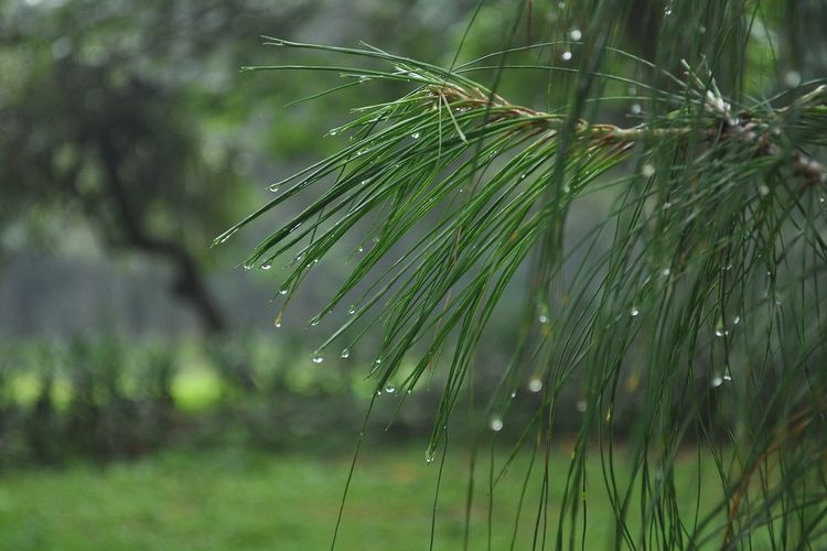 Wilayah yang berpotensi hujan lebat di Jawa