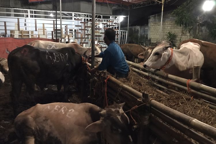 Pedagang sedang mengurus sapi yang ada di lapaknya di Jalan Raya Lenteng Agung, Jagakarsa, Jakarta, Kamis (9/7/2020). Pedagang sapi kurban di sekitar Jalan Raya Lenteng Agung mulai berjualan sejak awal Juli 2020.
