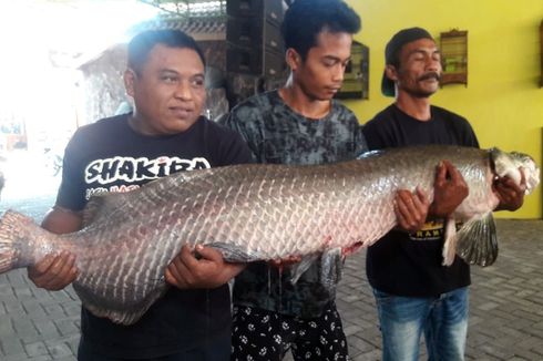 Suhu Panas hingga 42 Derajat Celcius, Ikan Arapaima Milik Warga Jombang Mati Mendadak