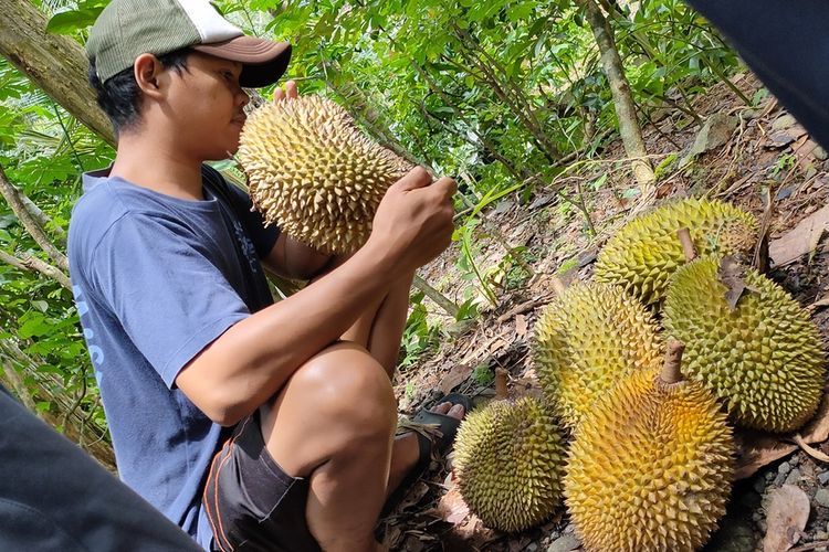 Musim durian memasuki masa puncak di Kapanewon Kokap, Kabupaten Kulon Progo, Daerah Istimewa Yogyakarta pada awal Februari 2021 ini. Pembelinya datang dari Kulon Progo hingga luar daerah.